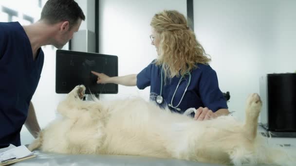 Zwei Tierärzte Bei Einer Ultraschalluntersuchung Des Hundes Aufnahme Mit Roter — Stockvideo