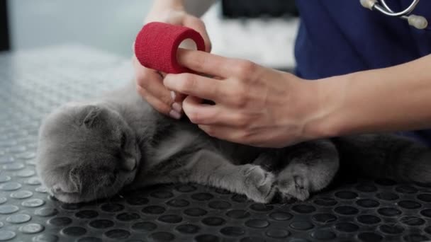 Primer Plano Del Veterinario Femenino Vendando Pierna Del Gato Fotografía — Vídeos de Stock