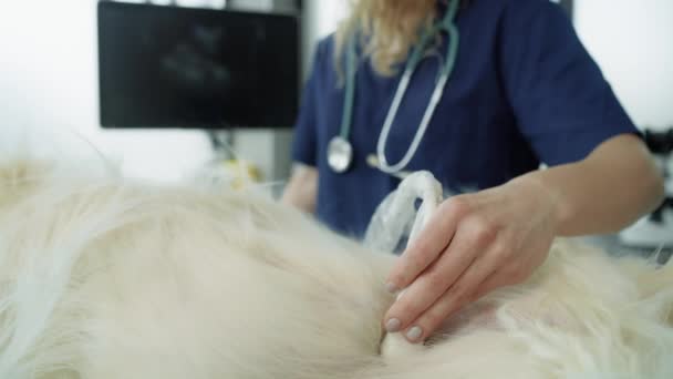 Nahaufnahme Einer Tierärztin Die Eine Ultraschalluntersuchung Des Hundes Durchführt Aufnahme — Stockvideo