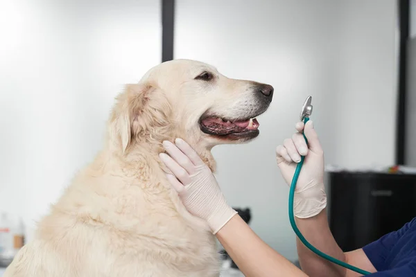 Vet Examine Dog Office — Fotografia de Stock