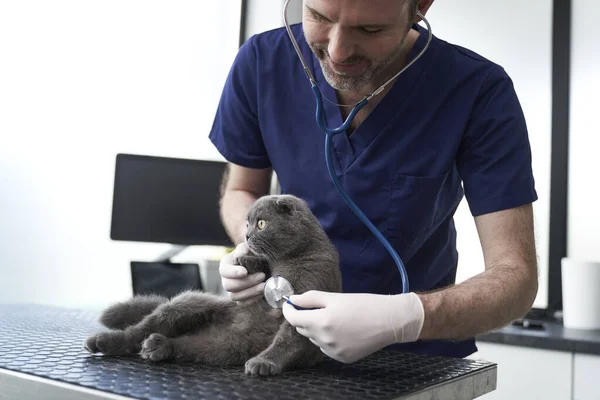 Caucasian Male Doctor Examine Cat Doctor Office — Stockfoto