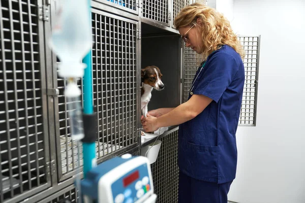 Female Veterinary Doctor Helping Small Dog Cages — Stockfoto