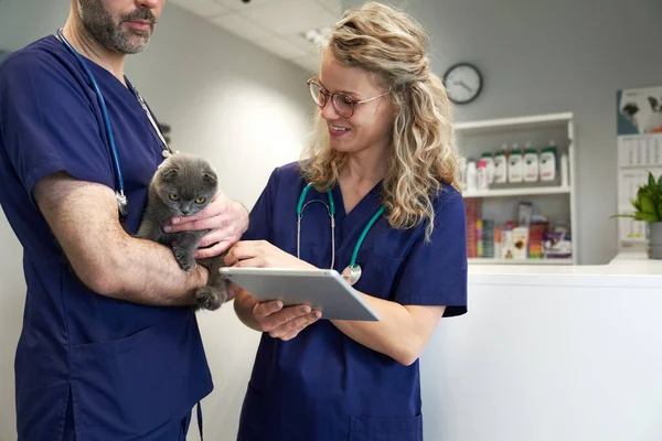 Два Ветеринарных Врача Анализируют Медицинские Тесты Маленькой Кошки Клинике — стоковое фото