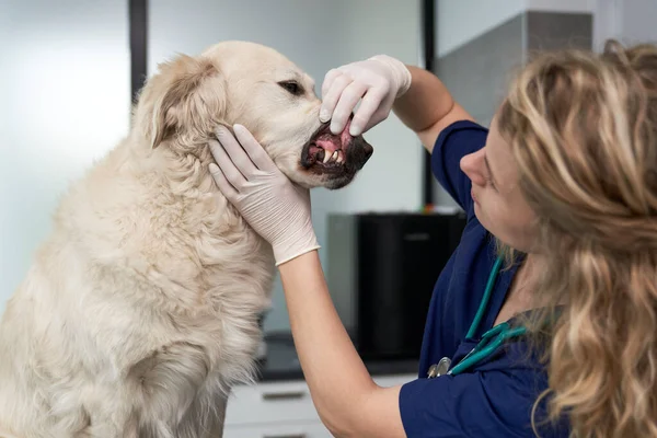 Close up of examining dog\'s dental health at vet\'s office