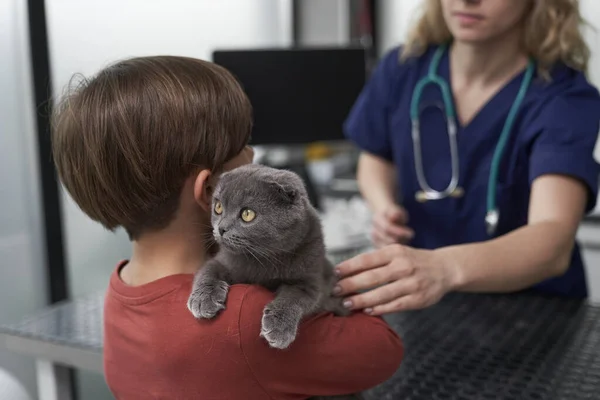 Small Boy Cat Has Visit Veterinarian Doctor — Fotografia de Stock