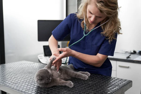 Caucasian Female Doctor Examine Cat Doctor Office — Stockfoto