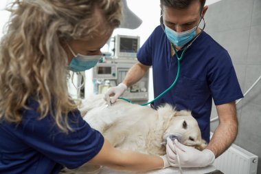 Male and female doctors anaesthetising the dog on the table 