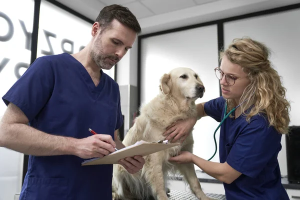 Two Caucasian Doctors Analyzing Medical Result Dog — Stockfoto