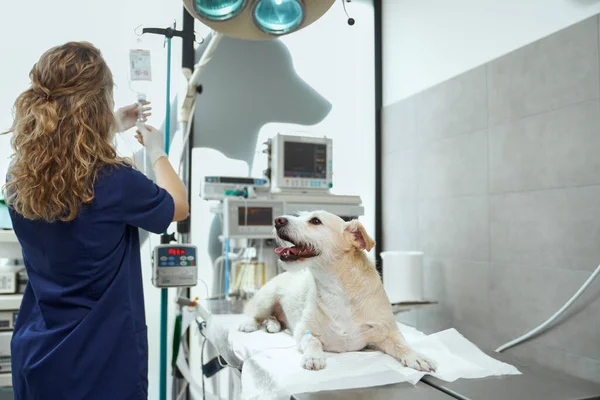 Dog Lying Operating Table Hospital — Fotografia de Stock
