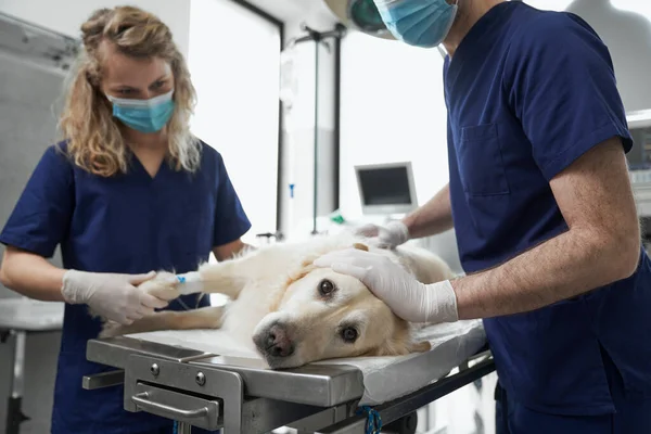 Dog lying on operating table during the surgery