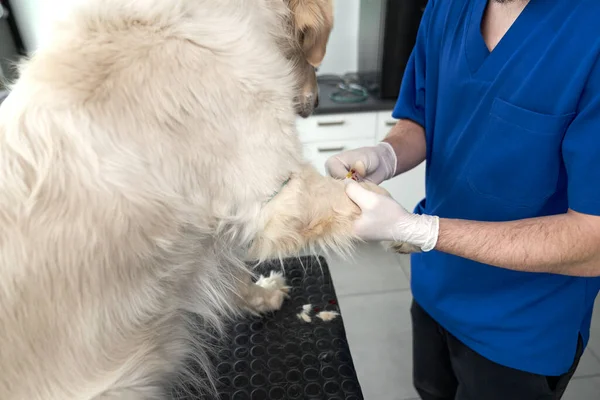 Part Male Veterinarian Taking Blood Sample — Fotografia de Stock