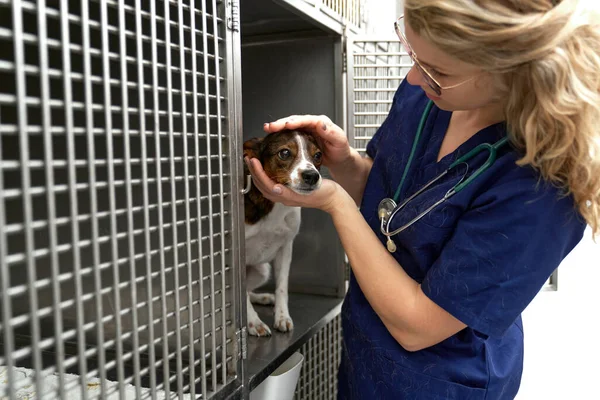 Female Veterinary Doctor Caring Small Dog Cages — Fotografia de Stock
