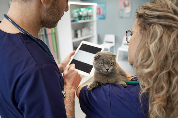 Two Veterinary Doctor Analyzing Medical Tests Little Cat Clinic — Stockfoto
