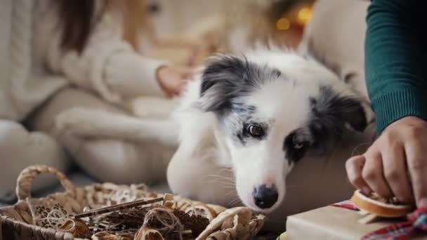 Мультинациональная Пара Сближающаяся Собакой Рождество Съемка Красной Гелиевой Камерой — стоковое видео