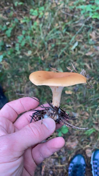 Frischer Pilz Der Hand Eines Pilzsammlers Wald — Stockfoto