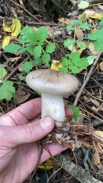 Frischer Pilz Der Hand Eines Pilzsammlers Wald — Stockfoto