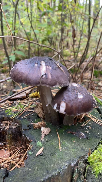 Pilze Wachsen Wald Gras — Stockfoto