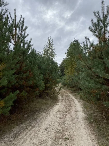 森の松の間を走る未舗装の道 — ストック写真