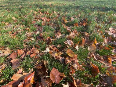 Kuru sonbahar yaprakları güneşte yeşil çimlerde yatıyor.