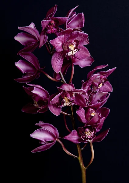 Stüdyo orkide Telifsiz Stok Fotoğraflar