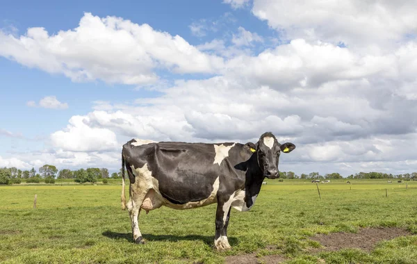 Vache Noire Blanche Holstein Friesian Aux Pays Bas Debout Sur — Photo