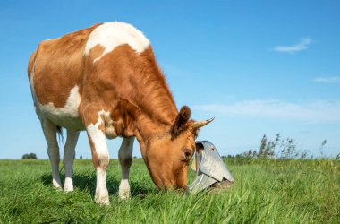 Cow drinks water from the pasture pump and pumps its own water by pressing its nose on it