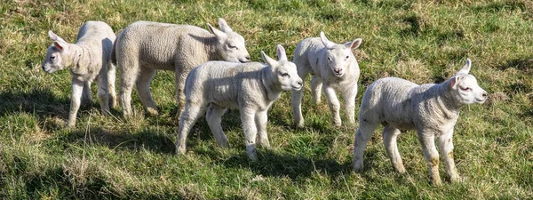 Симпатичные Счастливые Белые Новорожденные Ягнята Флоксы Овцы Прыгают Играют Вместе — стоковое фото