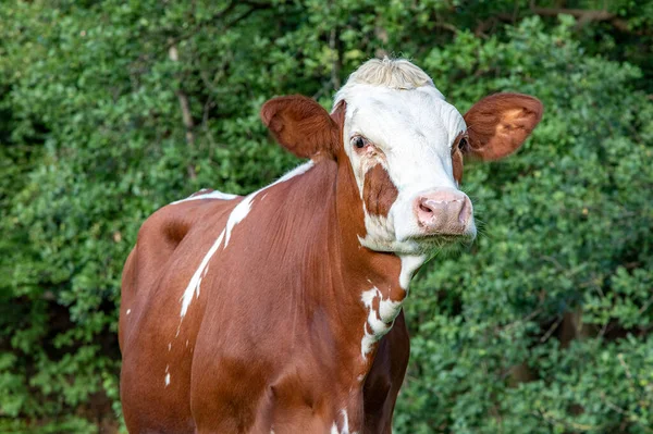 Kopf Einer Niedlichen Kuh Mit Weißem Gesicht Roten Ohren Und — Stockfoto