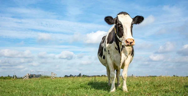 Una Vaca Negra Blanca Holstein Frisón Feliz Pasto Bajo Cielo — Foto de Stock