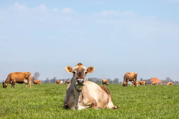 Portrait Une Vache Jersey Joli Visage Calme Nez Noir Troupeau — Photo