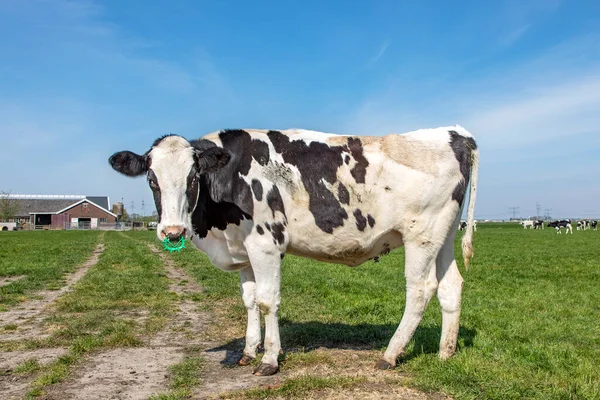 Cow with spiked nose ring, a maverick calf weaning ring of bright green plastic, standing in a pasture and a blue sky