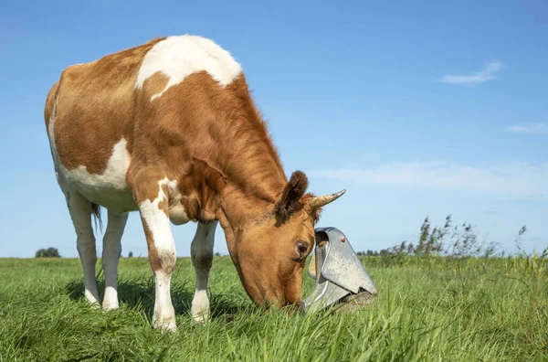 Cow drinks water from the pasture pump and pumps its own water by pressing its nose on it