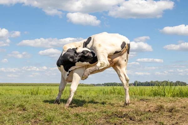 Vache Génisse Léchage Sous Patte Arrière Avec Une Démangeaison Montrant — Photo