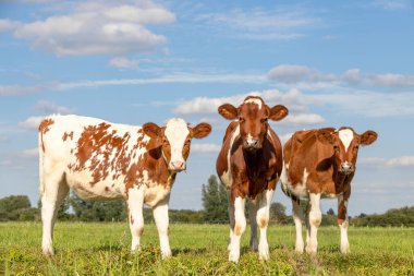 Three cute calves standing upright lovingly together, tender love portrait of young cows, in a green meadow under a cloudy blue sky and a faraway horizon over land