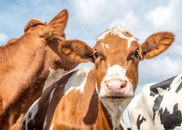 Kopf Einer Rot Weiß Freundlichen Kuh Die Zwischen Ein Paar — Stockfoto