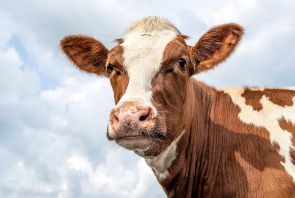 Portrait Cow Lovely Red Bovine White Blaze Pink Nose Friendly Stock Picture