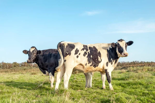 Happy cows, black and white frisian holstein, standing in a meadow in holland under a blue sky