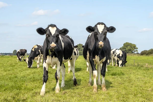 Two Sassy Cows Friesian Holstein Standing Pasture Blue Sky Horizon — Stock Photo, Image