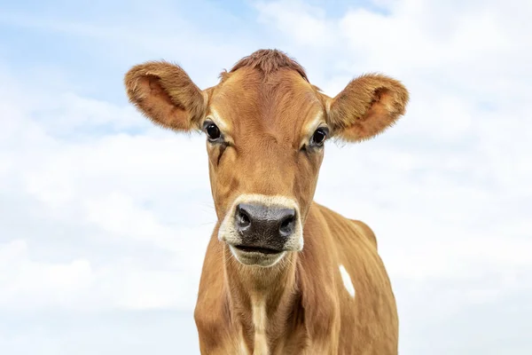 Jersey cow, headshot, black nose brown coat, young and cute looking innocent