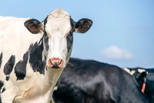 Vaca Blanca Negra Aspecto Tímido Nariz Rosada Frente Cielo Azul — Foto de Stock