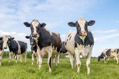 Two cows in a herd, black and white, standing in a pasture under a blue sky, looking happy together, and horizon over land