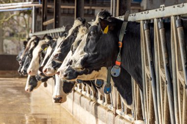 Close cow heads in a stable in a row just before feeding time, 