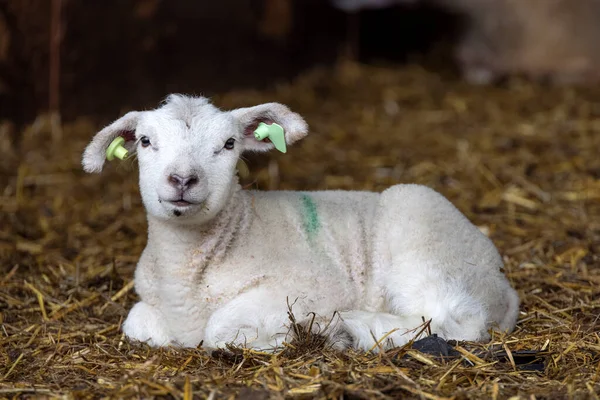 Ilittle Adorable Lamb Looking Friendly Laying Straw Barn Green Paint — 스톡 사진