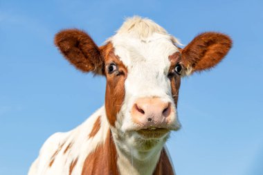 Cute cow head, red fur with droopy eyes and pink nose, lovely drooling and innocent on a blue background.