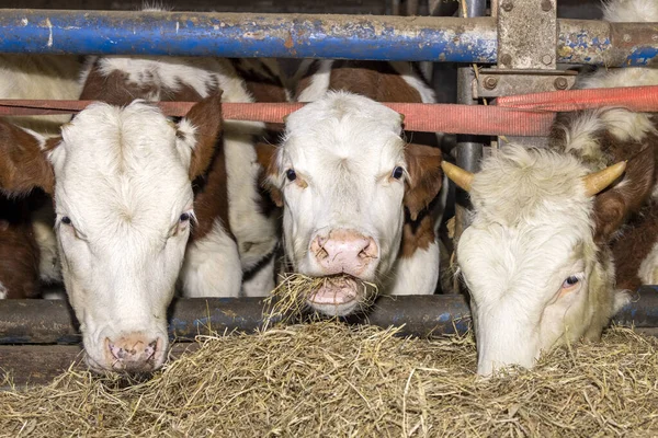 Cows Eating Hay Fodder Three Heads Grazing Straw Barn Peeking — Stock Photo, Image