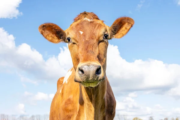 Jersey cow head, looking friendly, light brown tan coat, blue cloudy background