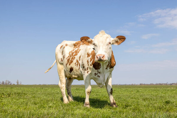 Cow sassy inviting, red and white, standing on green grass in a pasture in the Netherlands, horizon and copy space and a blue sky.