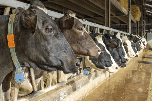 Cow Heads Barn Row Waiting Feeding Time Peeking Bars Gate — Stock Photo, Image