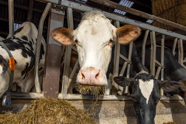 Cow Stables Feeding Time Peeking Bars Iron Fence Barn Mouth — Stock Photo, Image