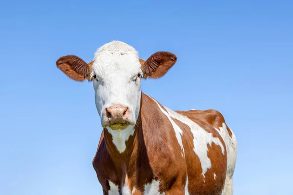 Cow Portrait Cute Calm Red Bovine White Red Mottled Pink Stock Picture